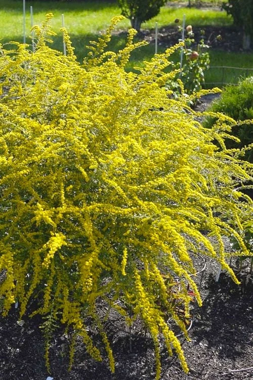 Fireworks Goldenrod (Solidago) - 1 Gallon Pot 3 Fireworks Goldenrod (Solidago) - 1 Gallon Pot