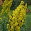 Showy Goldenrod (Solidago Speciosa) - 1 Gallon Pot 1 Showy Goldenrod (Solidago Speciosa) - 1 Gallon Pot -Wilson Bros Gardens solidago speciosa showy goldenrod 3