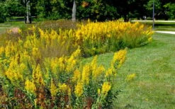 Showy Goldenrod (Solidago Speciosa) - 1 Gallon Pot 11 Showy Goldenrod (Solidago Speciosa) - 1 Gallon Pot -Wilson Bros Gardens solidago speciosa showy goldenrod 4