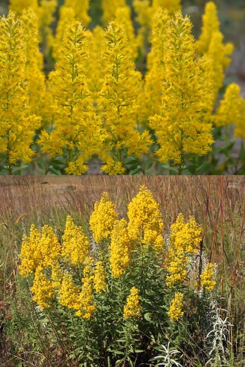 Showy Goldenrod (Solidago Speciosa) - 1 Gallon Pot 6 Showy Goldenrod (Solidago Speciosa) - 1 Gallon Pot - Image 4