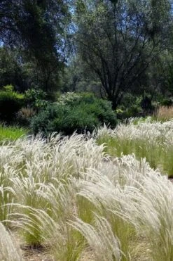 Peruvian Feather Grass (Stipa Ichu) - 1 Gallon Pot -Wilson Bros Gardens stipa ichu peruvian feather grass 12