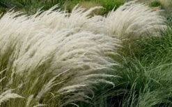 Peruvian Feather Grass (Stipa Ichu) - 1 Gallon Pot -Wilson Bros Gardens stipa ichu peruvian feather grass 8