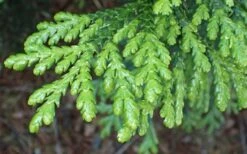 Hiba Arborvitae (Thujopsis Dolabrata) - 3 Gallon Pot 14 Hiba Arborvitae (Thujopsis Dolabrata) - 3 Gallon Pot -Wilson Bros Gardens thujopsis dolabrata hiba arborvitae 1