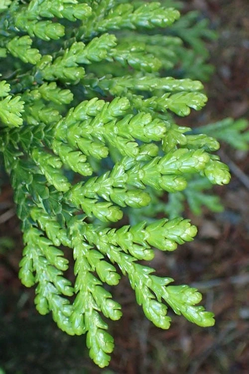 Hiba Arborvitae (Thujopsis Dolabrata) - 3 Gallon Pot 5 Hiba Arborvitae (Thujopsis Dolabrata) - 3 Gallon Pot - Image 3