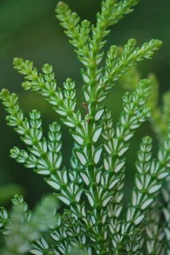 Hiba Arborvitae (Thujopsis Dolabrata) - 3 Gallon Pot 18 Hiba Arborvitae (Thujopsis Dolabrata) - 3 Gallon Pot -Wilson Bros Gardens thujopsis dolabrata hiba arborvitae 5