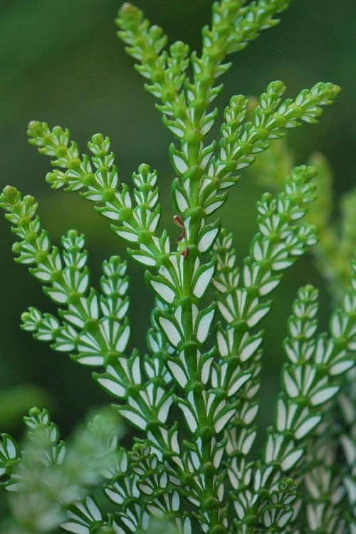 Hiba Arborvitae (Thujopsis Dolabrata) - 3 Gallon Pot 10 Hiba Arborvitae (Thujopsis Dolabrata) - 3 Gallon Pot - Image 8