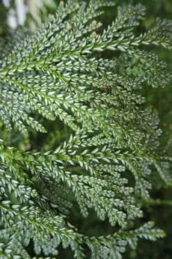 Hiba Arborvitae (Thujopsis Dolabrata) - 3 Gallon Pot 19 Hiba Arborvitae (Thujopsis Dolabrata) - 3 Gallon Pot -Wilson Bros Gardens thujopsis dolabrata hiba arborvitae 7