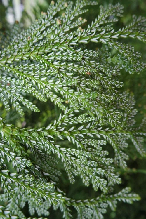 Hiba Arborvitae (Thujopsis Dolabrata) - 3 Gallon Pot 11 Hiba Arborvitae (Thujopsis Dolabrata) - 3 Gallon Pot - Image 9