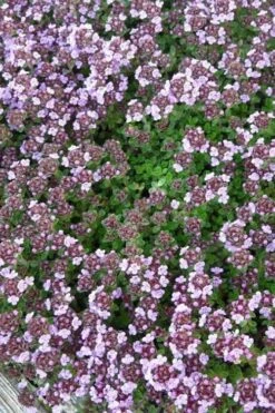 Caborn Wine & Roses Creeping Thyme - 5 Pack Of Quart Pots -Wilson Bros Gardens thyme wine and roses 500x750 2