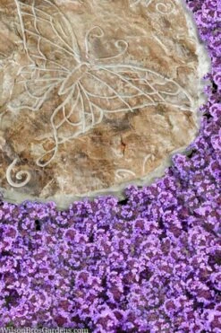 Caborn Wine & Roses Creeping Thyme - 5 Pack Of Quart Pots -Wilson Bros Gardens thymus caborn wine and roses 2 1