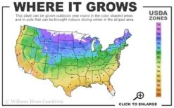 Acropolis Clematis - 1 Gallon Pot -Wilson Bros Gardens usda zone map 17