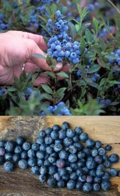 Wild Lowbush Blueberry Plant - 1 Gallon -Wilson Bros Gardens vaccinium angustifolium low bush blueberry 10