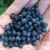 Wild Lowbush Blueberry Plant - 1 Gallon -Wilson Bros Gardens vaccinium angustifolium low bush blueberry 8