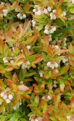Wild Lowbush Blueberry Plant - 1 Gallon -Wilson Bros Gardens vaccinium angustifolium low bush blueberry 9