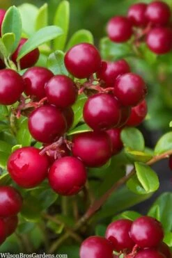 Red Candy Ligonberry (Vaccinum Vitis-idaea) - 1 Gallon 9 Red Candy Ligonberry (Vaccinum Vitis-idaea) - 1 Gallon -Wilson Bros Gardens vaccinum vitis idaea red candy ligonberry 2