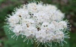 Maple Leaf Viburnum - 3 Pack Of 1.5 Quart Pots -Wilson Bros Gardens viburnum acerifolium maple leaf 15 1