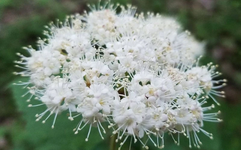 Maple Leaf Viburnum - 1 Gallon Pot 11 Maple Leaf Viburnum - 1 Gallon Pot - Image 9
