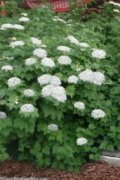 Maple Leaf Viburnum - 1 Gallon Pot 16 Maple Leaf Viburnum - 1 Gallon Pot -Wilson Bros Gardens viburnum acerifolium maple leaf 16