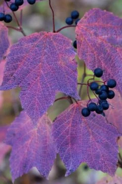 Maple Leaf Viburnum - 3 Pack Of 1.5 Quart Pots -Wilson Bros Gardens viburnum acerifolium maple leaf 3 1