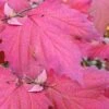 Maple Leaf Viburnum - 3 Pack Of 1.5 Quart Pots 1 Maple Leaf Viburnum - 3 Pack Of 1.5 Quart Pots -Wilson Bros Gardens viburnum acerifolium maple leaf 8 2