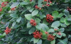 Mohican Arrowwood Viburnum - 6 Gallon Pot (4-5') 16 Mohican Arrowwood Viburnum - 6 Gallon Pot (4-5') -Wilson Bros Gardens viburnum lantana mohican 3