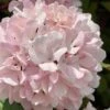 Kern's Pink Snowball Viburnum Bush - 3 Gallon Pot 2 Kern's Pink Snowball Viburnum Bush - 3 Gallon Pot -Wilson Bros Gardens viburnum plicatum kerns pink snowball 2 1