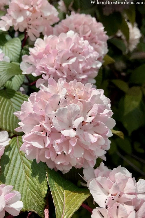 Kern's Pink Snowball Viburnum Bush - 2 Gallon Pot 7 Kern's Pink Snowball Viburnum Bush - 2 Gallon Pot - Image 5