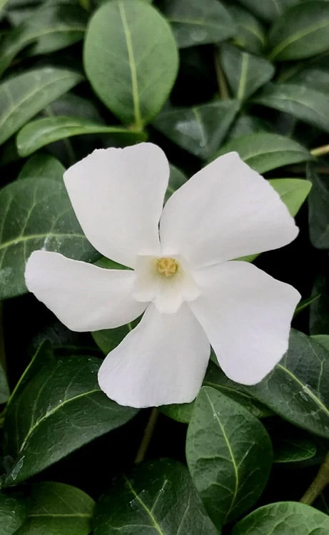 White Evergreen Periwinkle (Vinca Minor 'Alba') - 5 Pack Of Pint Pots 9 White Evergreen Periwinkle (Vinca Minor 'Alba') - 5 Pack Of Pint Pots - Image 7