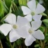 White Evergreen Periwinkle (Vinca Minor 'Alba') - 5 Pack Of Pint Pots 2 White Evergreen Periwinkle (Vinca Minor 'Alba') - 5 Pack Of Pint Pots -Wilson Bros Gardens vinca minor alba white evergreen periwinkle 5