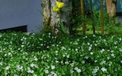 White Evergreen Periwinkle (Vinca Minor 'Alba') - 5 Pack Of Pint Pots 14 White Evergreen Periwinkle (Vinca Minor 'Alba') - 5 Pack Of Pint Pots -Wilson Bros Gardens vinca minor alba white evergreen periwinkle 6