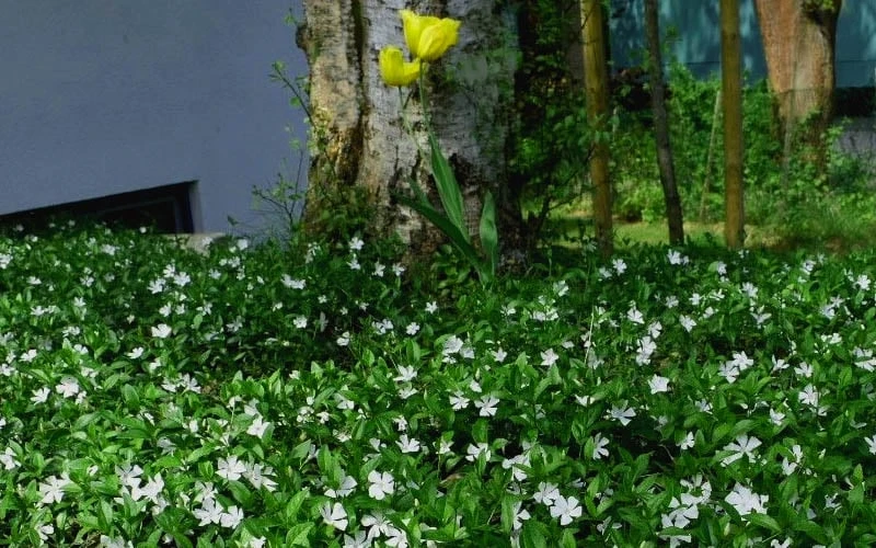 White Evergreen Periwinkle (Vinca Minor 'Alba') - 5 Pack Of Pint Pots 7 White Evergreen Periwinkle (Vinca Minor 'Alba') - 5 Pack Of Pint Pots - Image 5