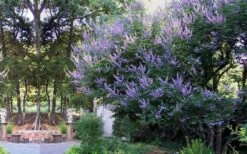 Shoal Creek Chaste Tree (Vitex) - 5 Gallon Pot 13 Shoal Creek Chaste Tree (Vitex) - 5 Gallon Pot -Wilson Bros Gardens vitex agnus castus shoal creek chaste tree 53