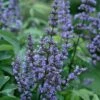 Blue Diddley Dwarf Chaste Tree - Vitex Agnus-castus - 3 Gallon Pot 1 Blue Diddley Dwarf Chaste Tree - Vitex Agnus-castus - 3 Gallon Pot -Wilson Bros Gardens vitex blue diddley dwarf chaste tree 21