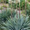 Silver Anniversary Yucca - 1 Gallon Pot -Wilson Bros Gardens yucca silver anniversary 4