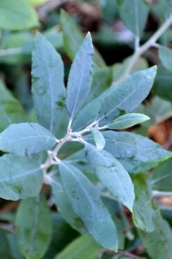 Woodlanders Blue Dusty Zenobia (Honeycup) - 1 Gallon Pot 15 Woodlanders Blue Dusty Zenobia (Honeycup) - 1 Gallon Pot -Wilson Bros Gardens zenobia woodlanders blue 21