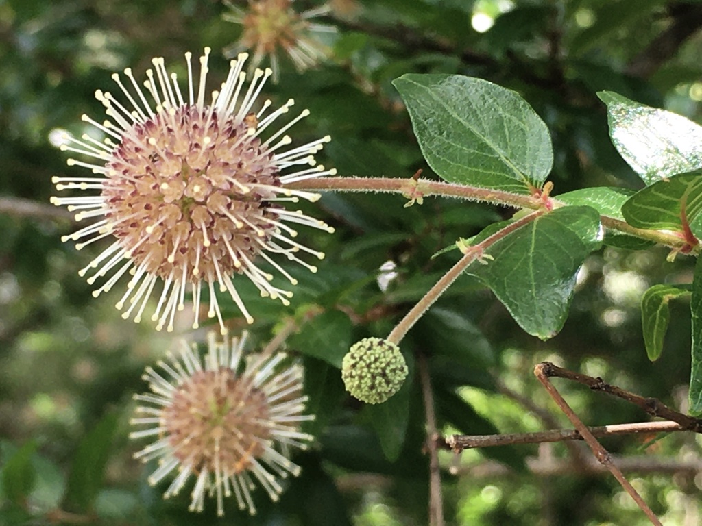 Wilson Bros Gardens -Wilson Bros Gardens large