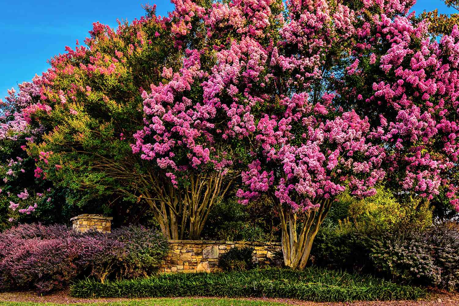 Wilson Bros Gardens -Wilson Bros Gardens ms 1crepe myrtle getty 9f8380c7dae24534b0347aff23e5e19e