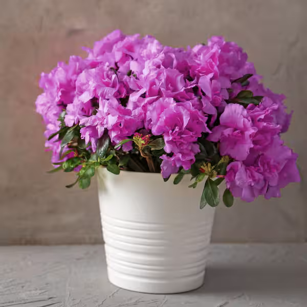 Wilson Bros Gardens -Wilson Bros Gardens national plant network shrubs bushes hd7032 44 600