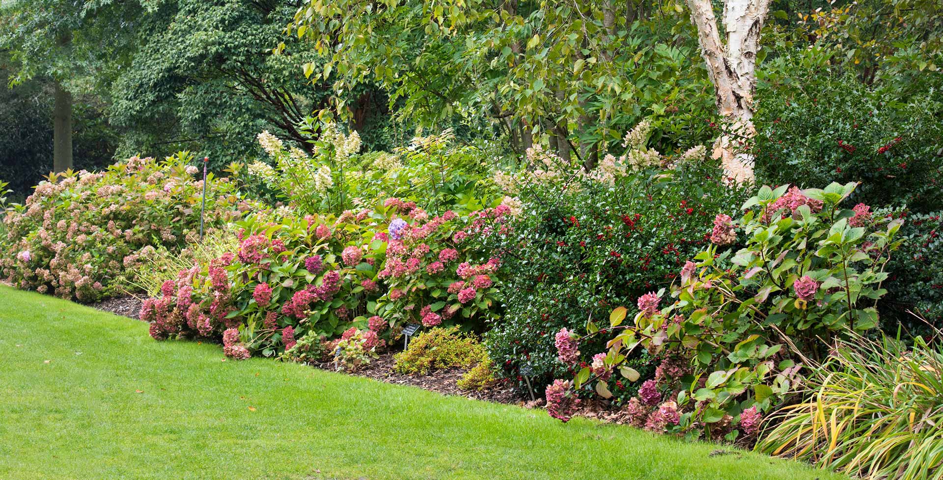 Wilson Bros Gardens -Wilson Bros Gardens shrubs desktop hero 1920x978 1